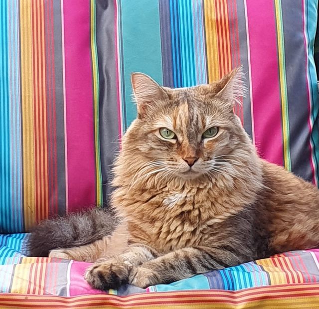Chat roux à poil long allongé sur un coussin rayé