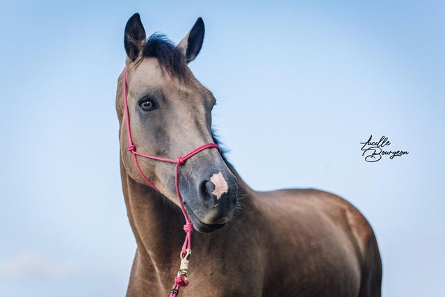 Portrait de cheval, licol rose, sur fond de ciel bleu