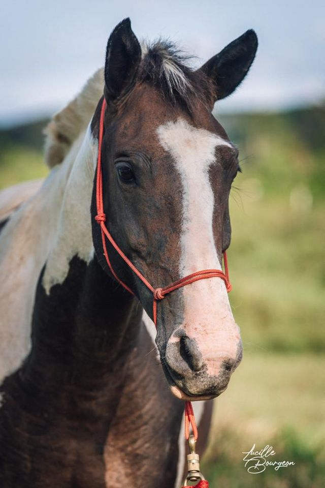 Portrait de cheval pie portant un licol rouge