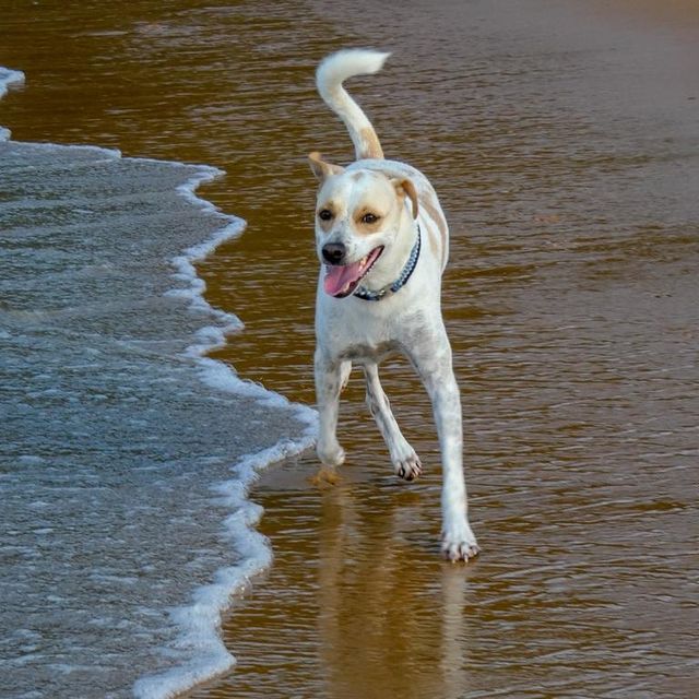 Chien courant joyeusement au bord de l'eau sur une plage