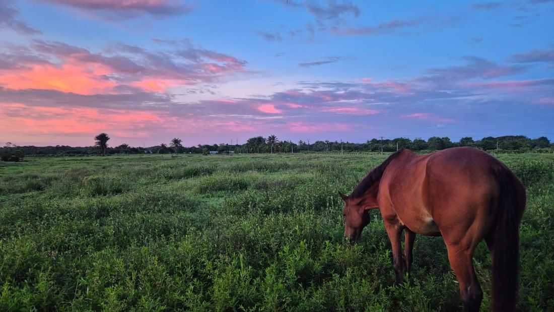 Cheval au pâturage sous un ciel rosé, tombée du jour en Guyane